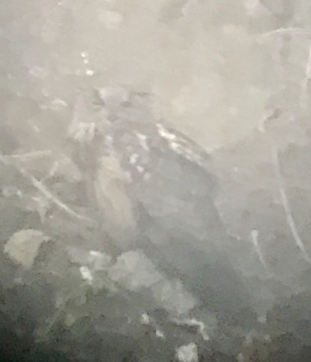 Eurasian Eagle-Owl - ML251029611