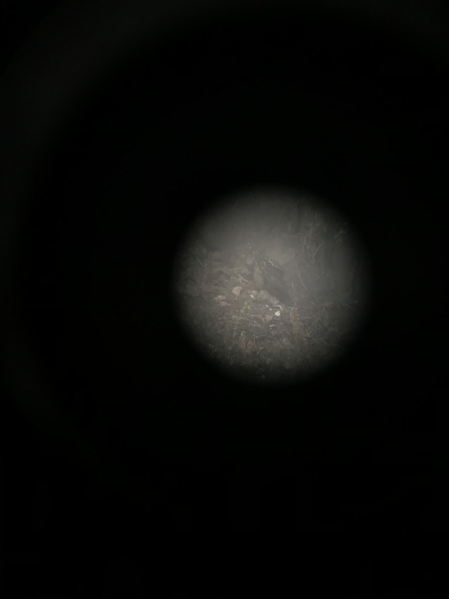 Eurasian Eagle-Owl - ML251029631