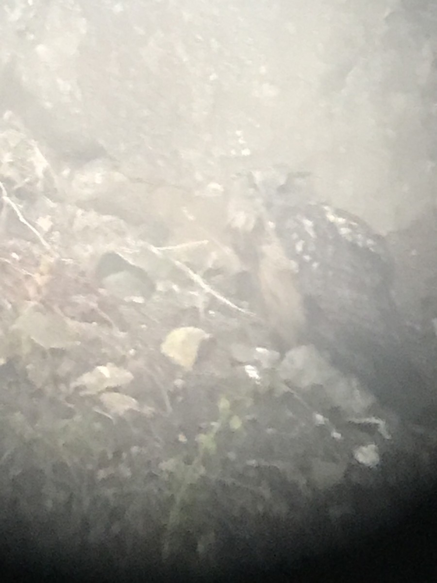 Eurasian Eagle-Owl - ML251029641