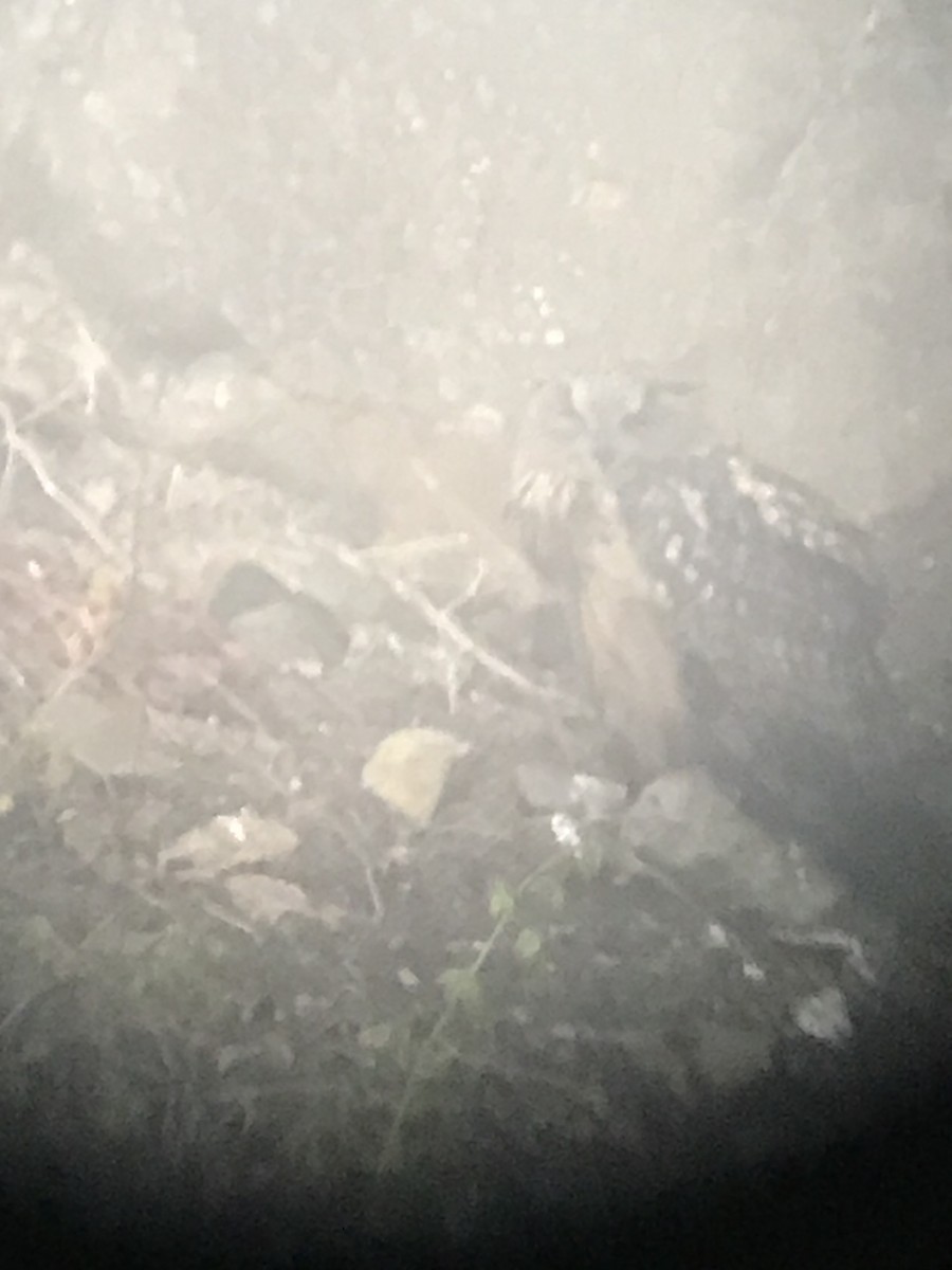 Eurasian Eagle-Owl - ML251029651