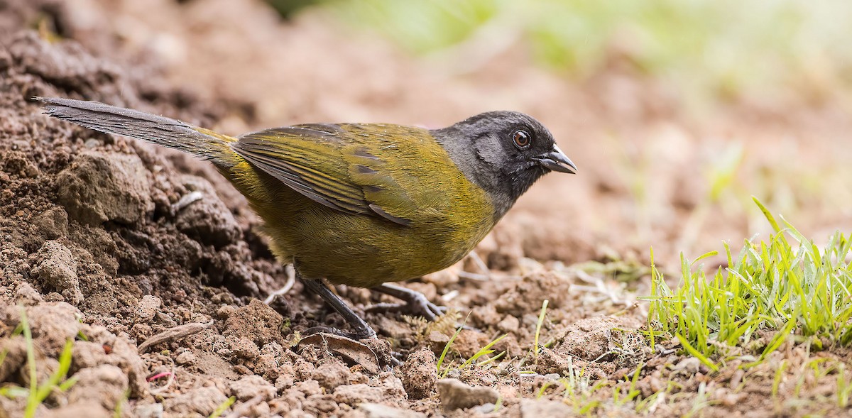 Large-footed Finch - ML251031121