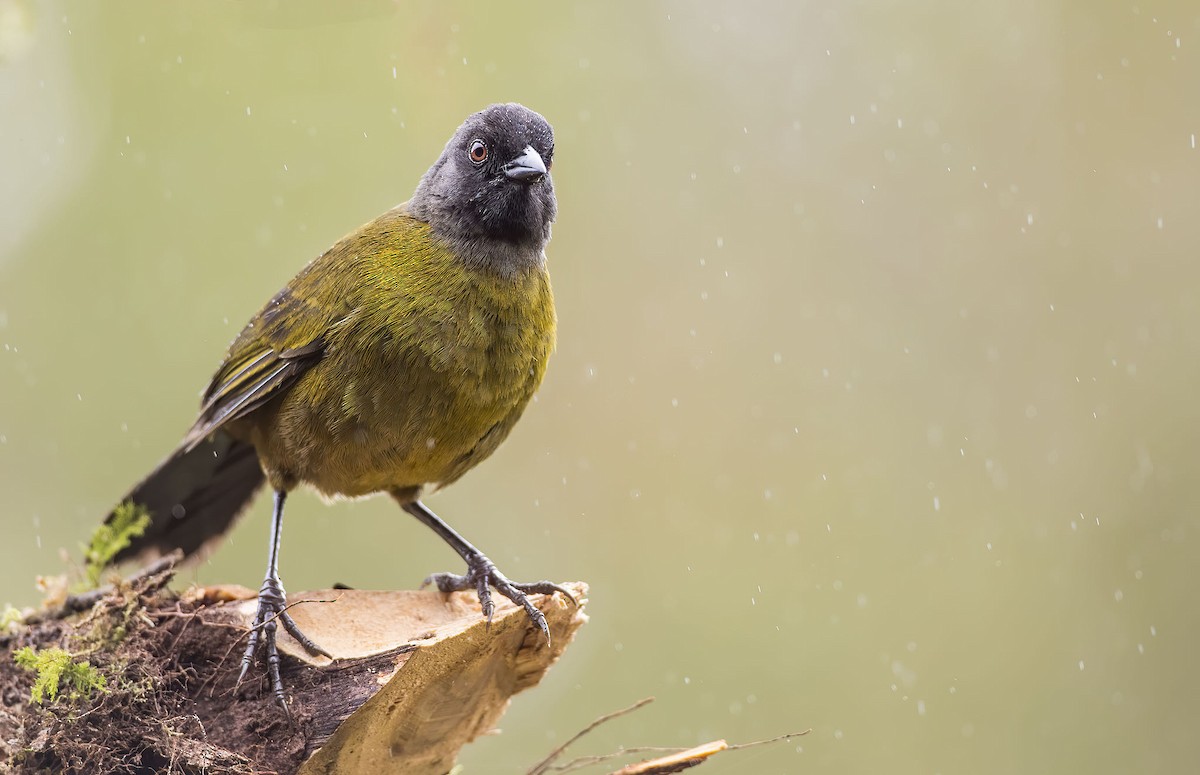 Large-footed Finch - ML251031131