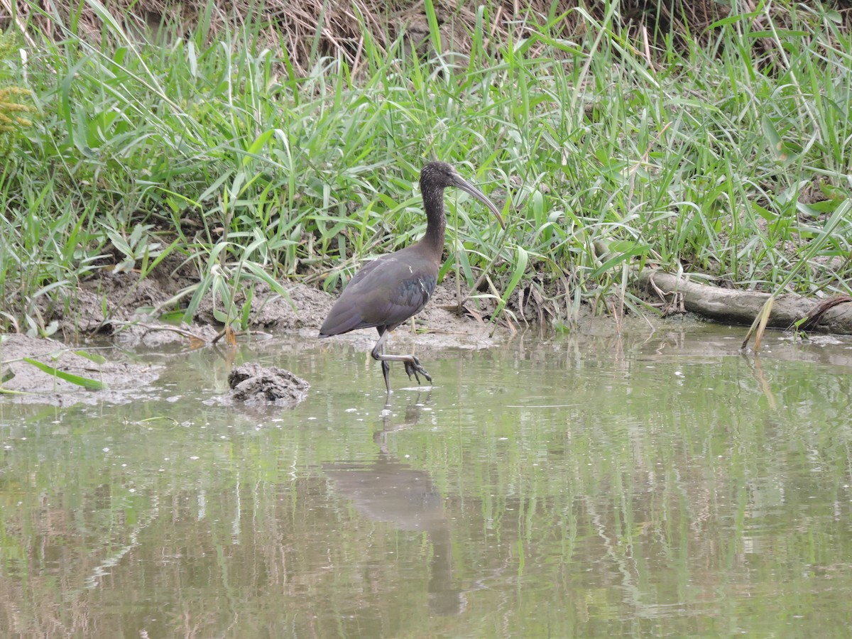 Glossy Ibis - ML251032051