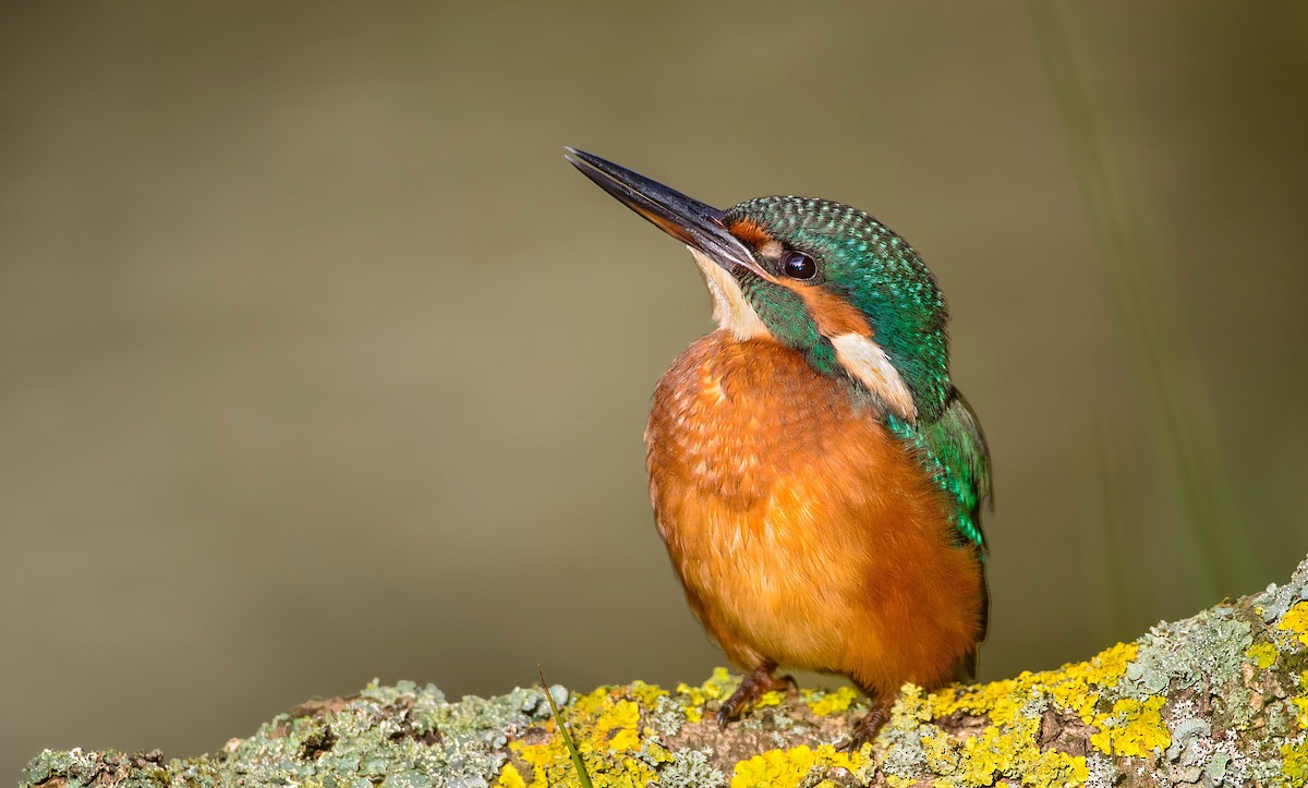 Common Kingfisher - ML251032081