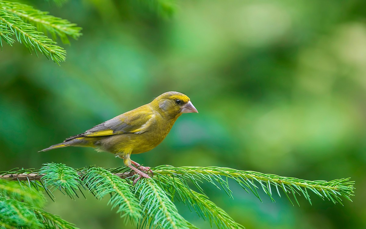 European Greenfinch - ML251032441