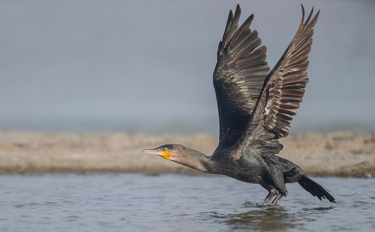 Great Cormorant - Pascal De Munck