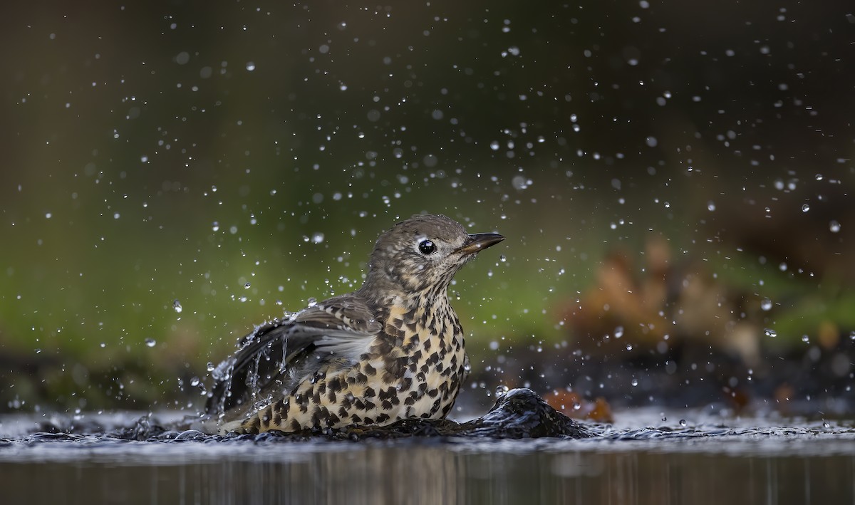 Mistle Thrush - ML251033071