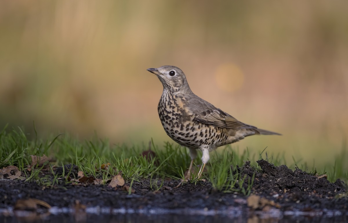 Mistle Thrush - ML251033081