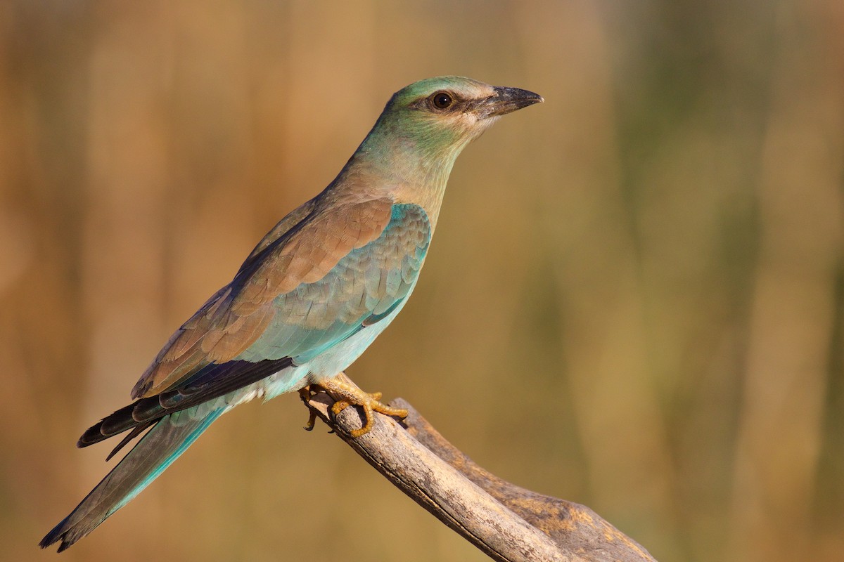 European Roller - Marc Gálvez