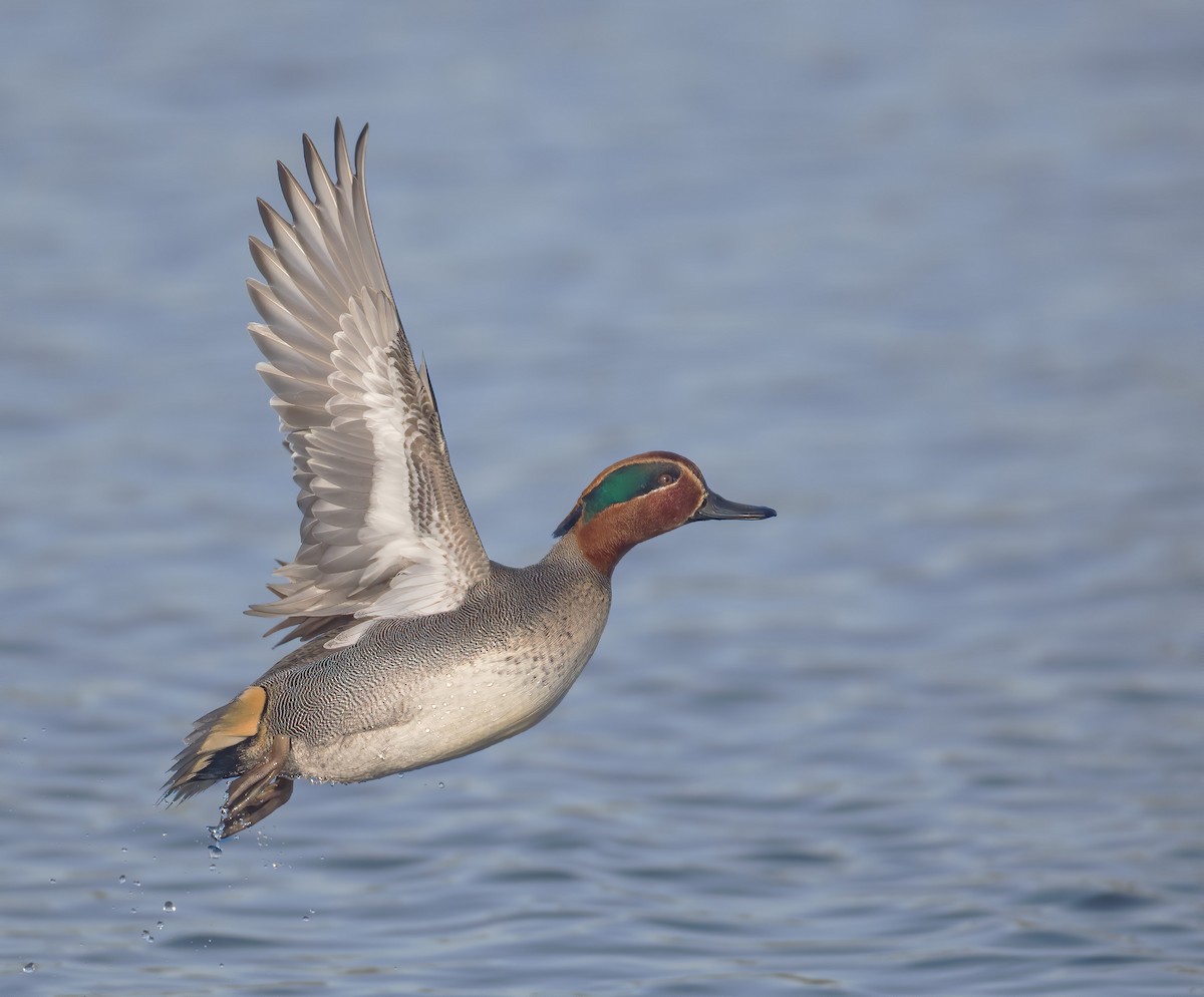 Green-winged Teal - ML251033581