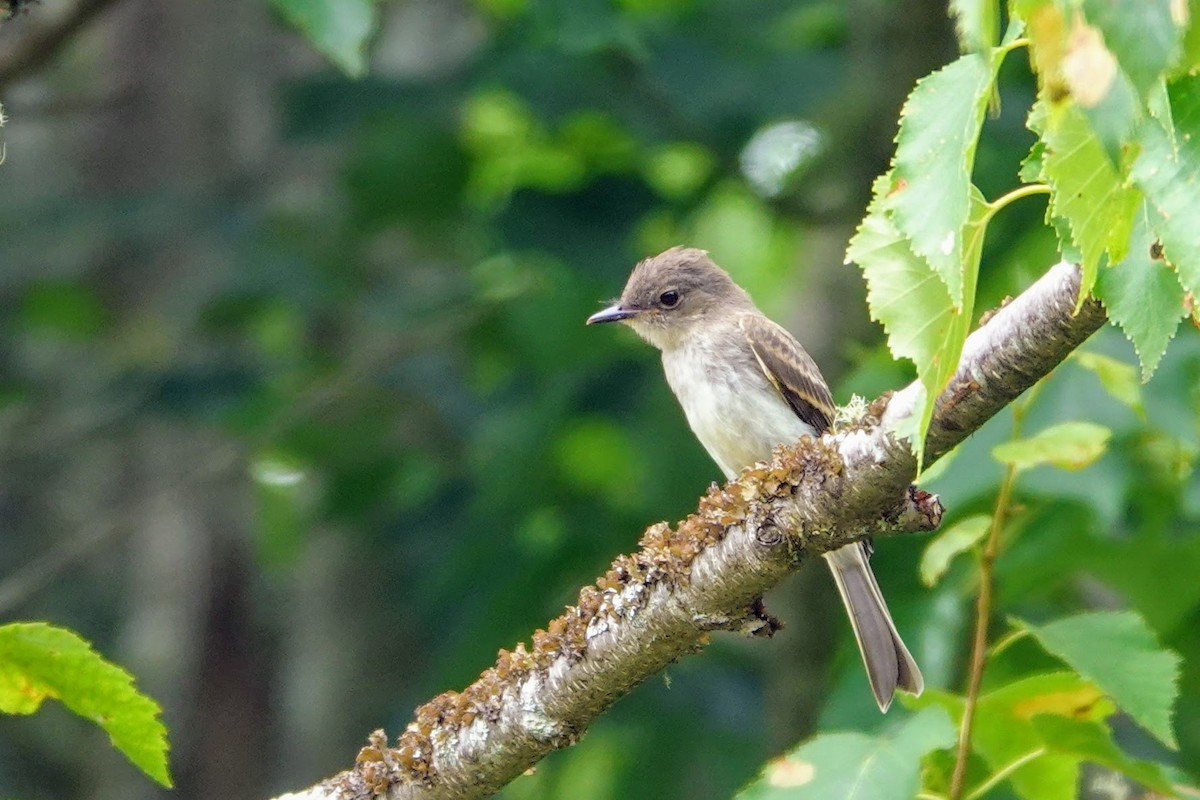 Eastern Phoebe - ML251034371