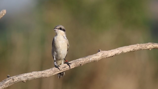 Kara Alınlı Örümcekkuşu - ML251036141