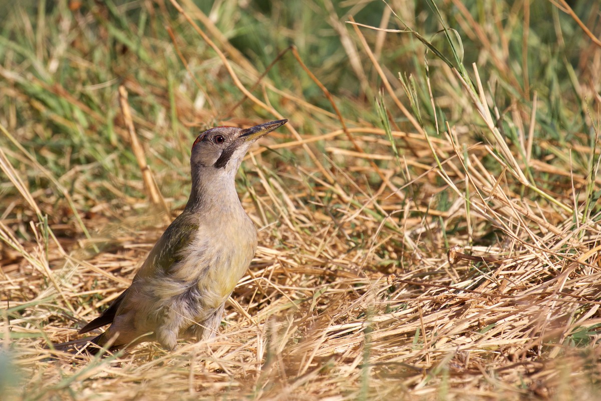 Iberian Green Woodpecker - ML251036181