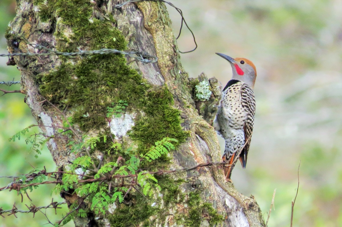 Northern Flicker (Guatemalan) - ML25103641