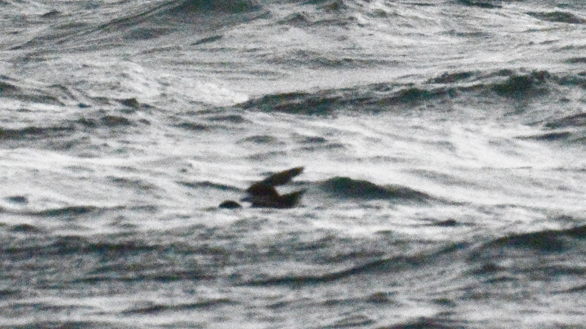 storm-petrel sp. - Germen Postma