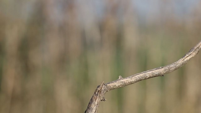 European Roller - ML251036611