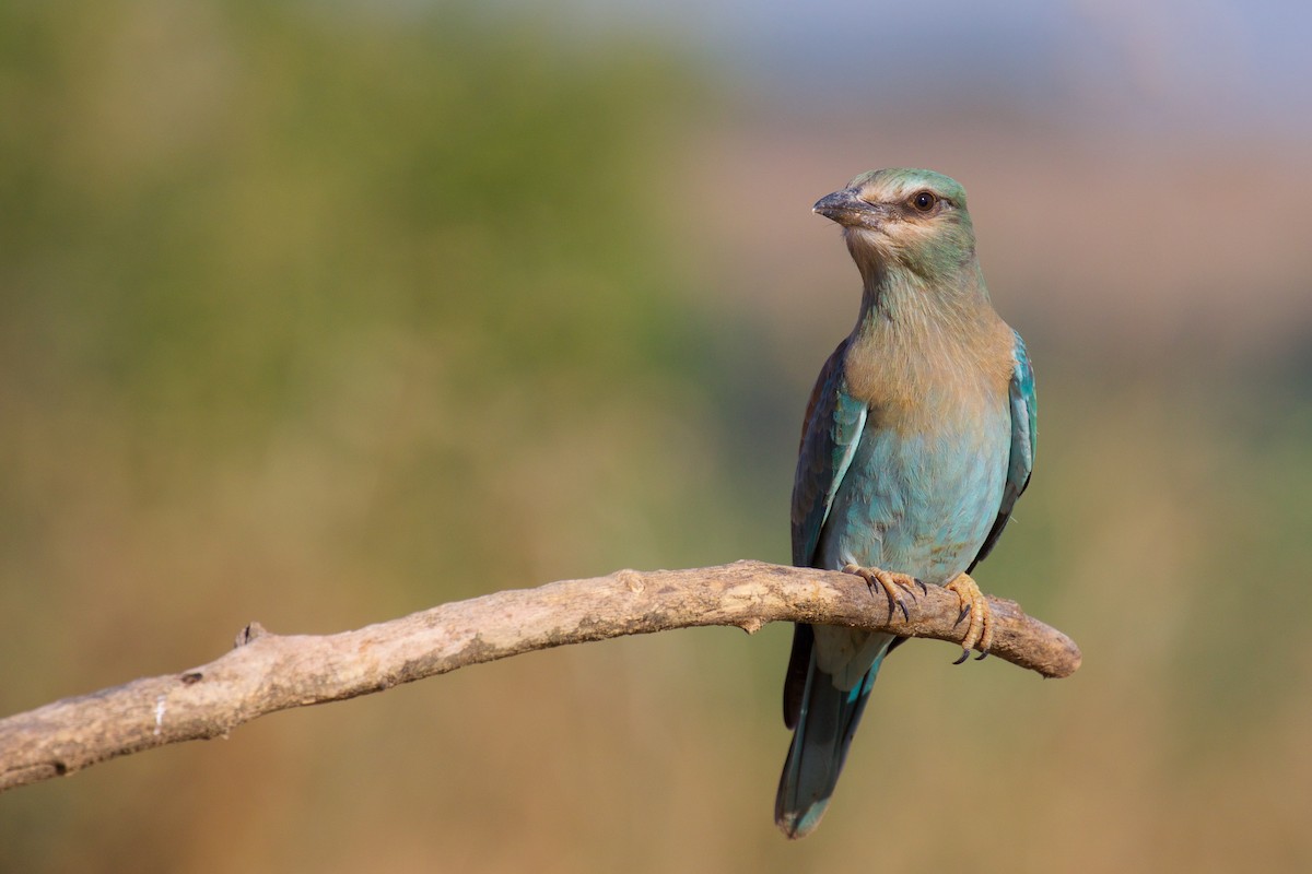 European Roller - Marc Gálvez