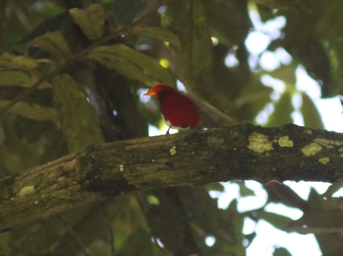 King Bird-of-Paradise - ML251036751