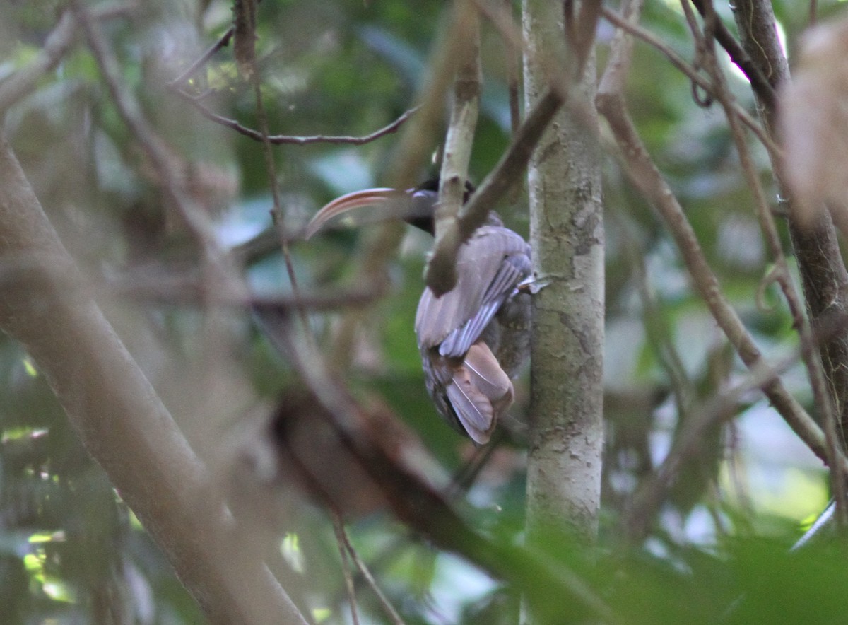 Pale-billed Sicklebill - ML251036851