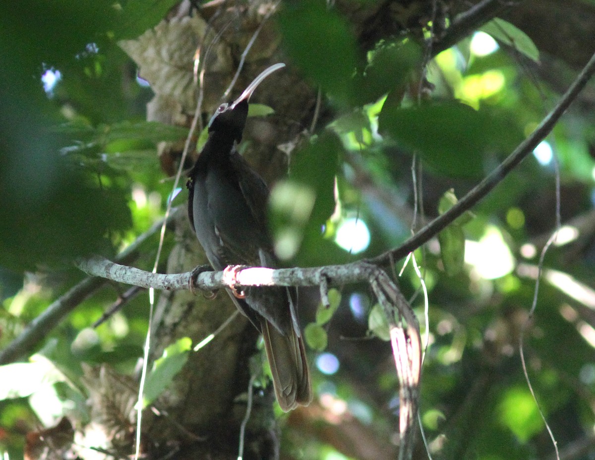 Pale-billed Sicklebill - ML251037011