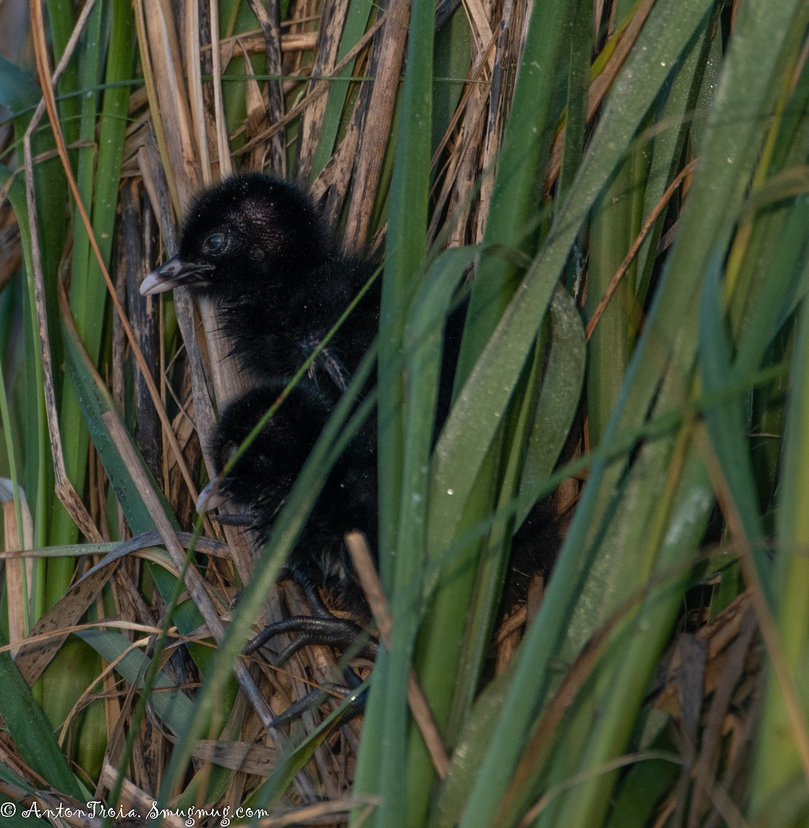 Clapper Rail - ML251037161