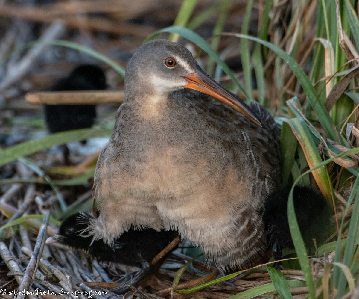 Clapper Rail - ML251037171