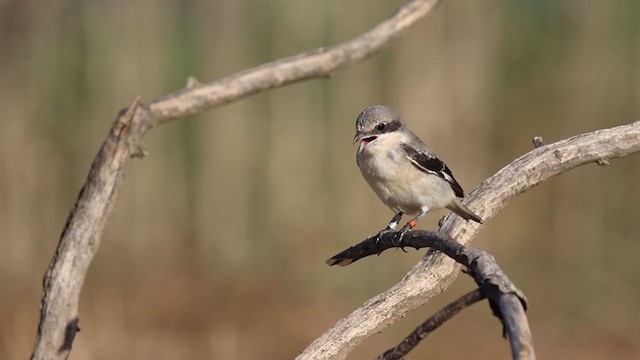 חנקן שחור-מצח - ML251037261