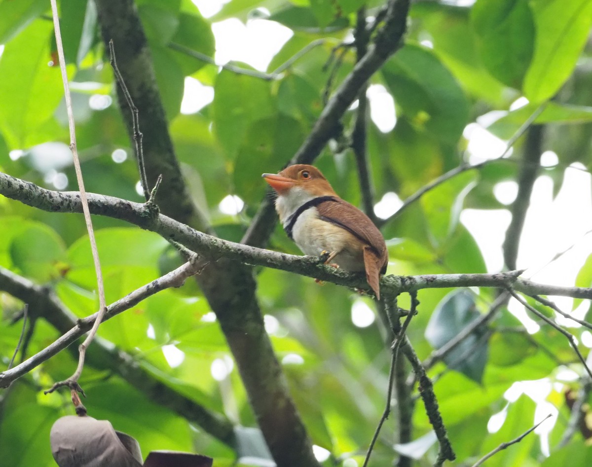 Collared Puffbird - ML251037541