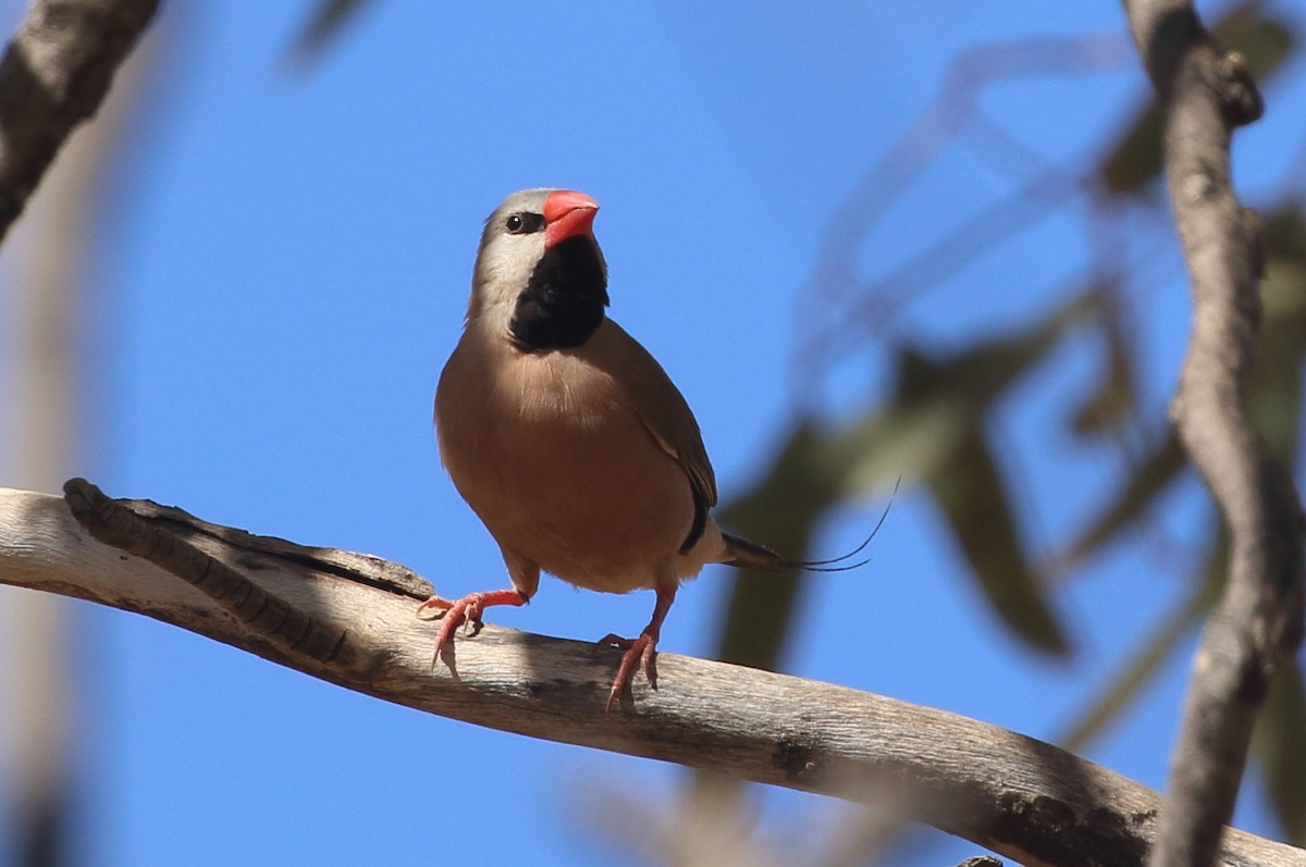 Long-tailed Finch - Richard Fuller