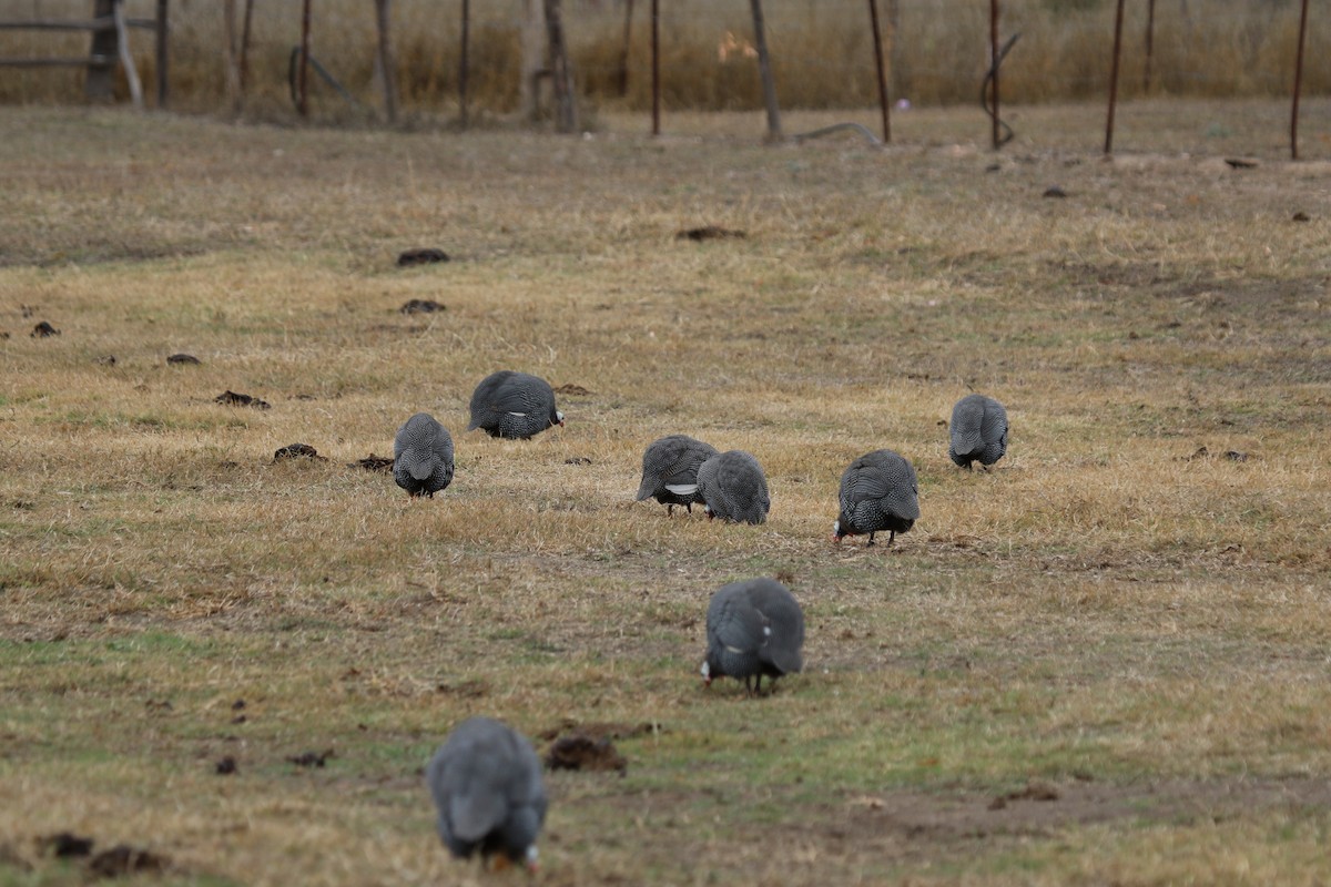 Helmeted Guineafowl (Domestic type) - Jonathan Wright