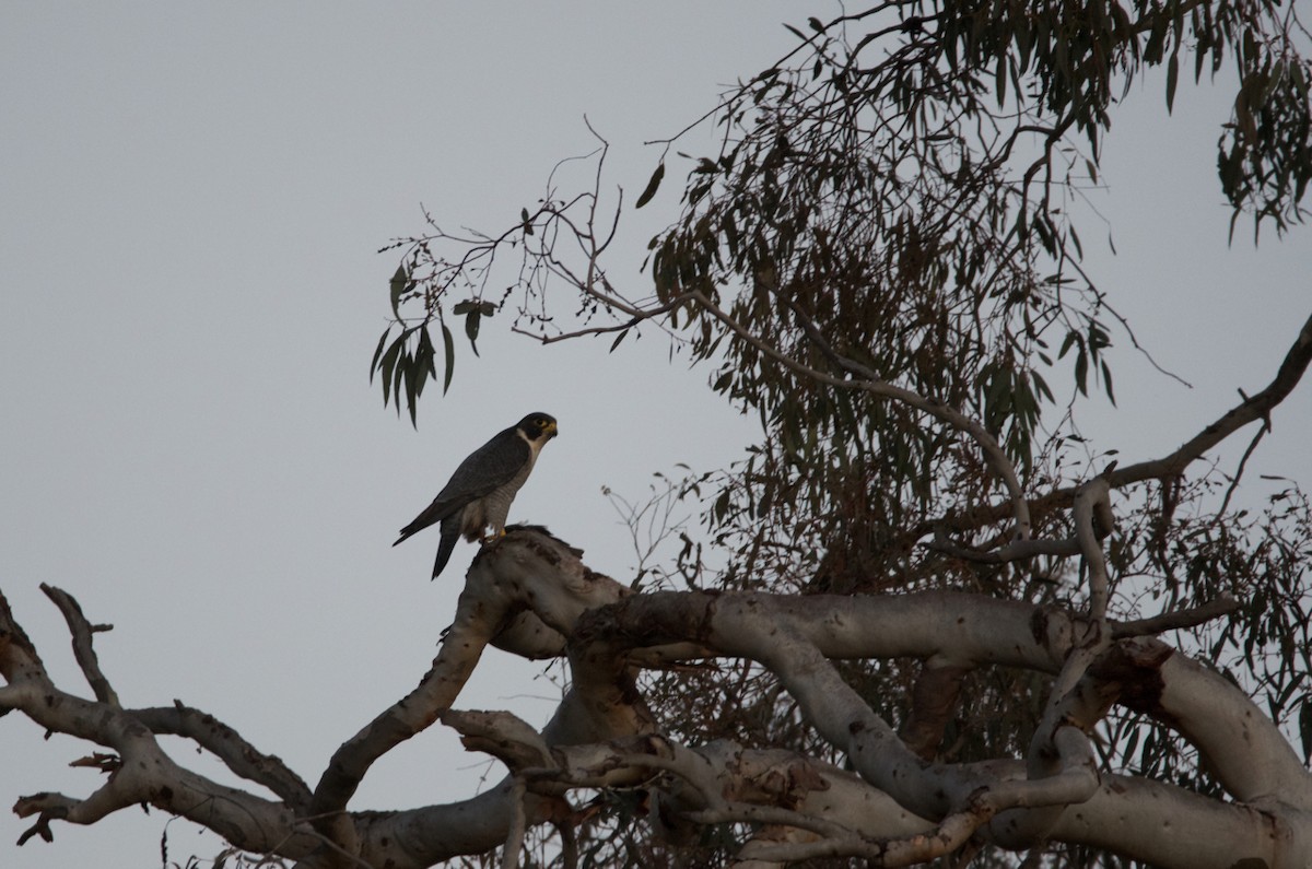 Peregrine Falcon - ML251040271