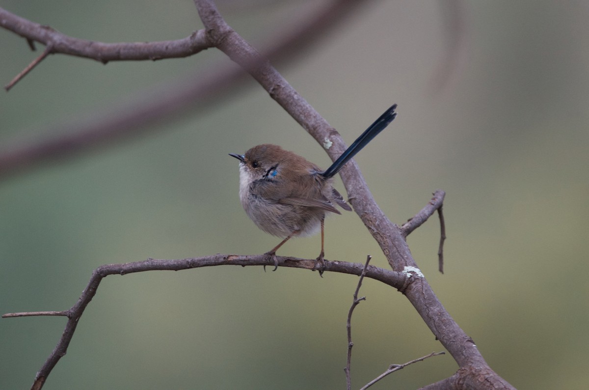 Superb Fairywren - ML251040511