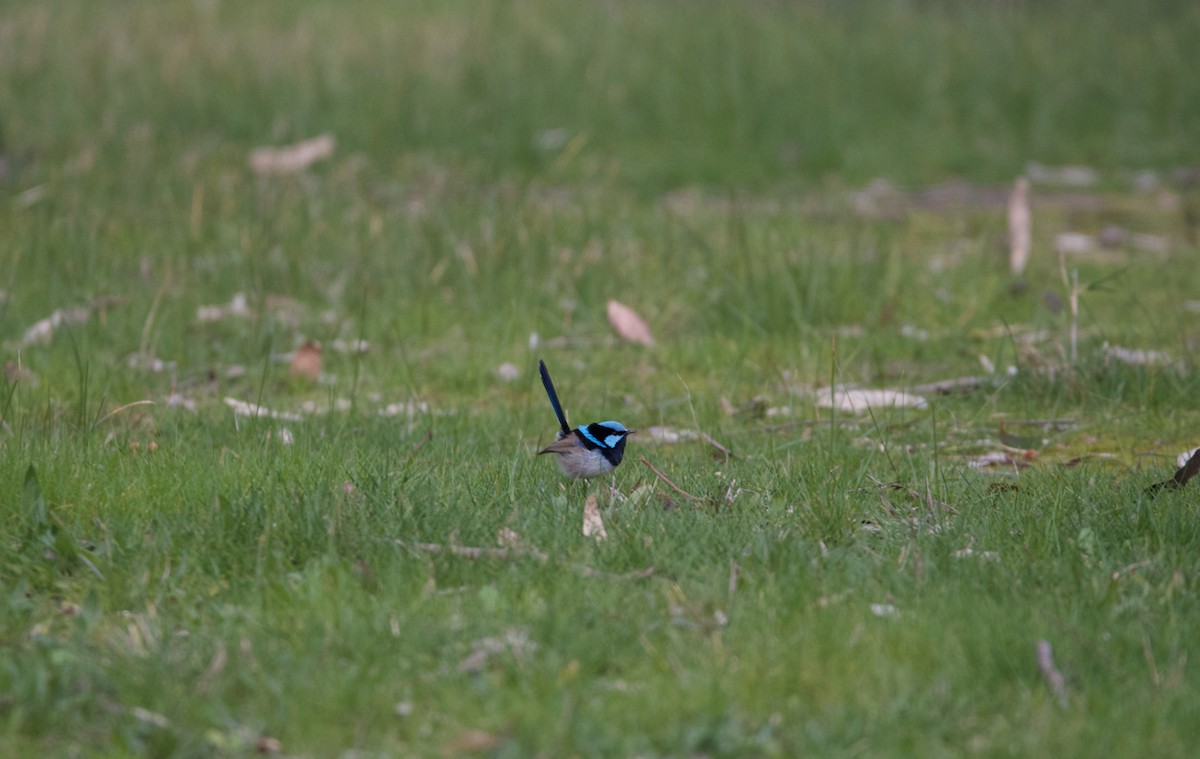 Superb Fairywren - ML251040521