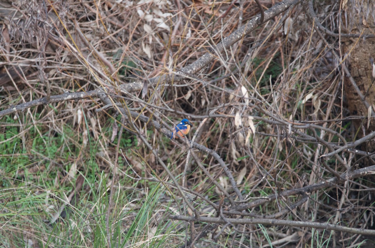 Azure Kingfisher - Lucas Russell