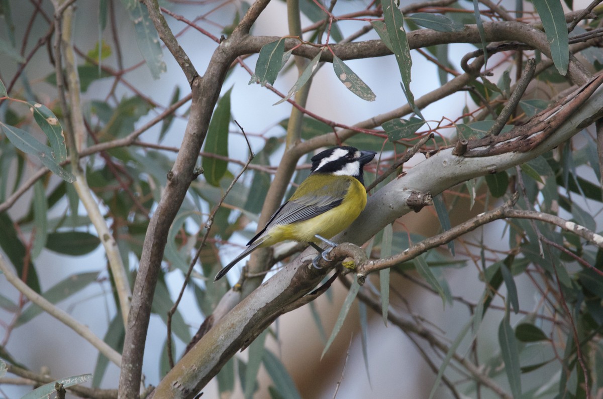 Eastern Shrike-tit - Lucas Russell