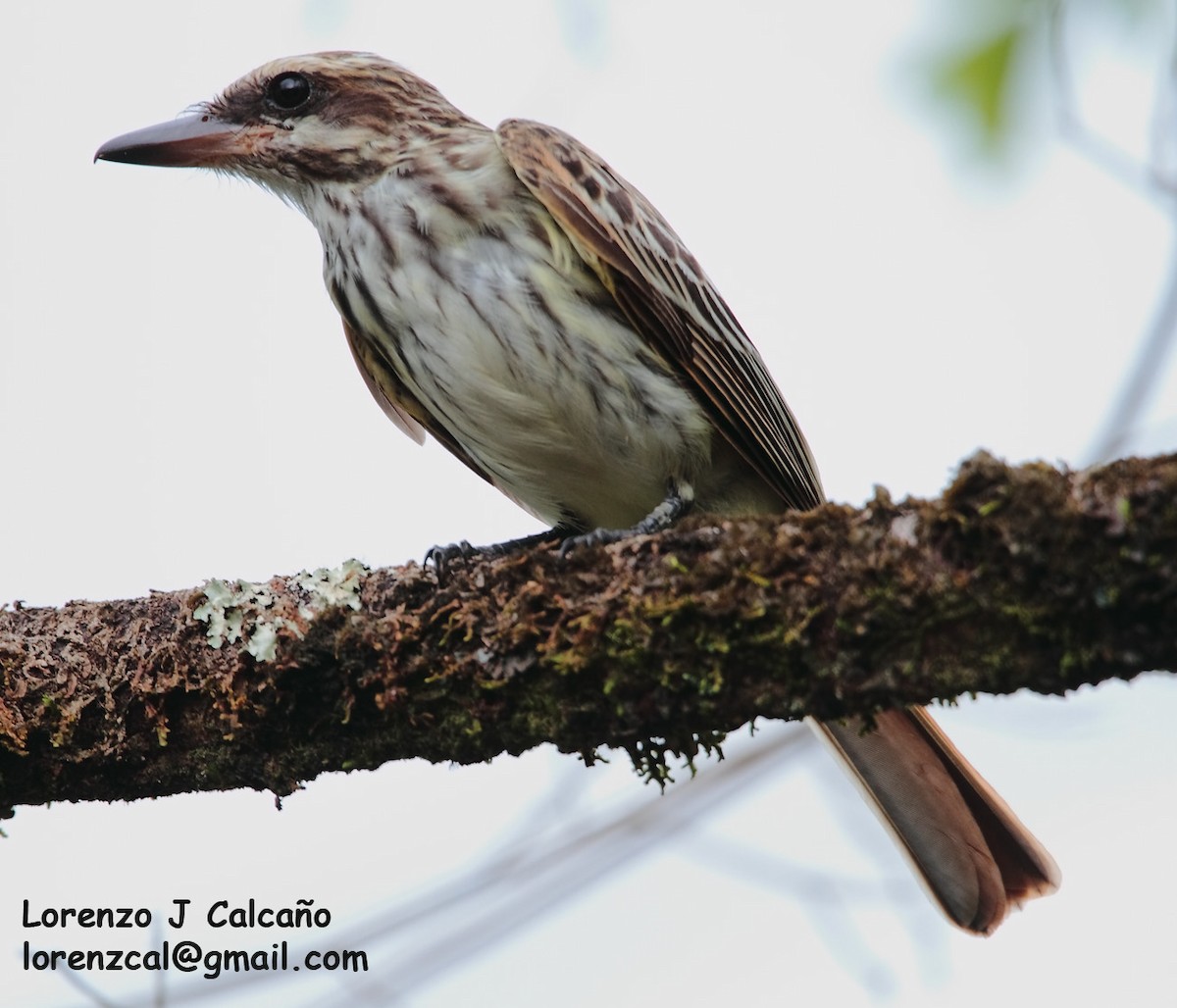 Streaked Flycatcher - ML251041991