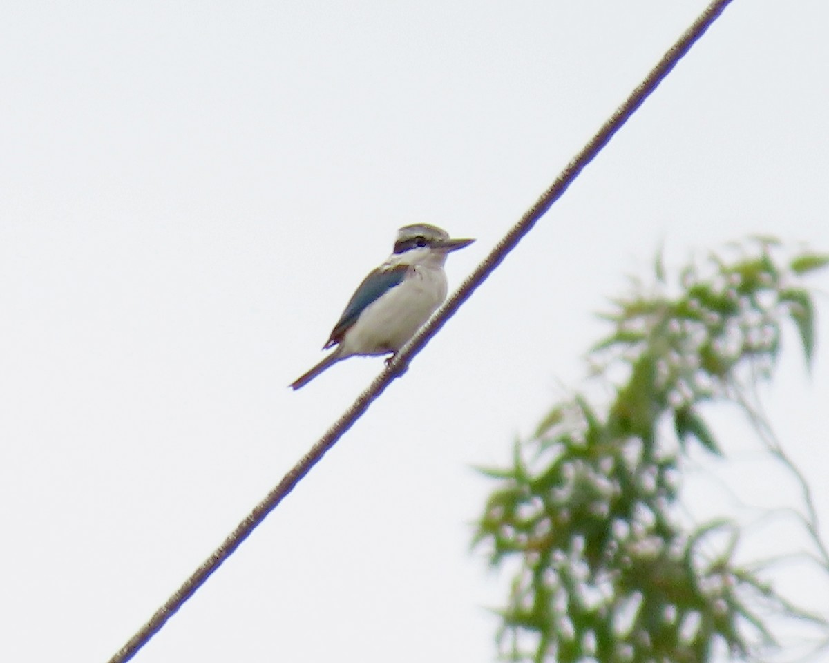 Red-backed Kingfisher - ML251043251