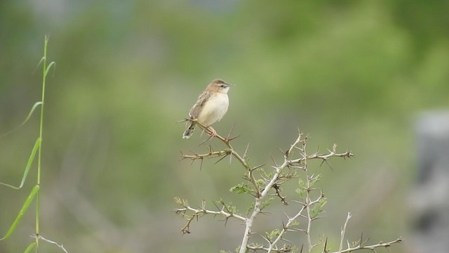 Zitting Cisticola - ML251043301
