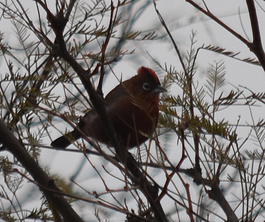 Red-crested Finch - ML251046721