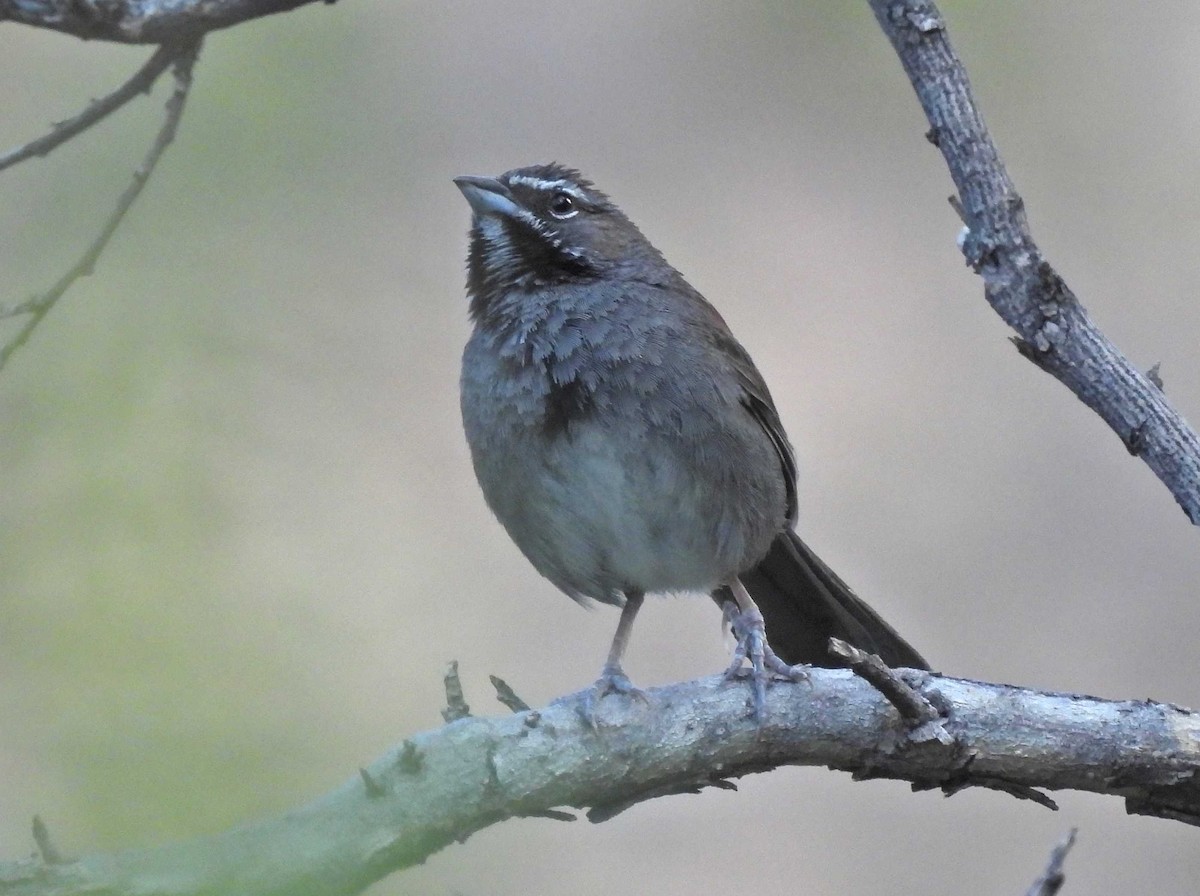 Five-striped Sparrow - ML251047611