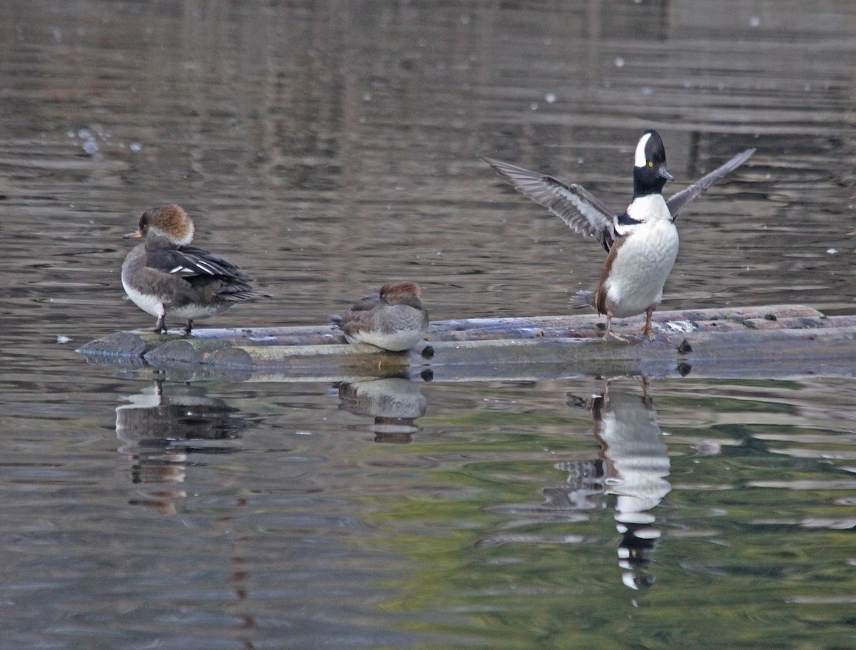 Hooded Merganser - Jock McCracken