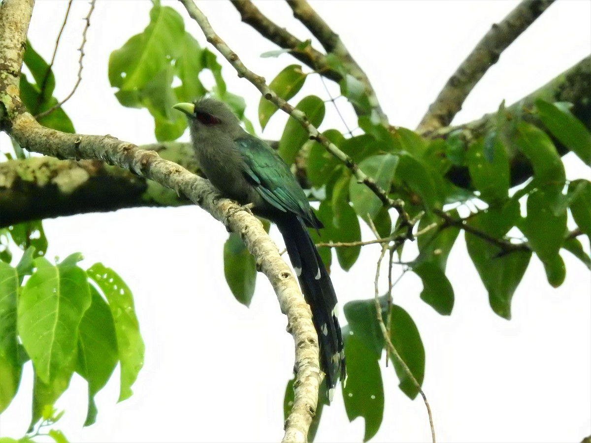 Black-bellied Malkoha - Andy Lee