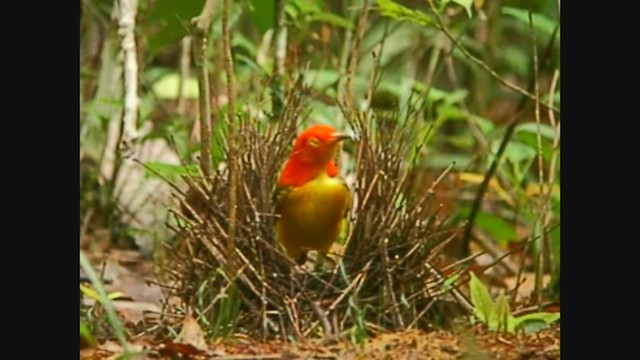 Flame Bowerbird - ML251050761