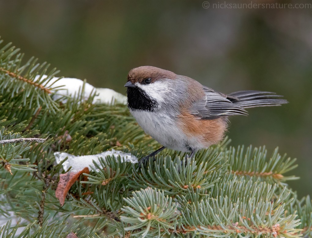 Boreal Chickadee - Nick Saunders