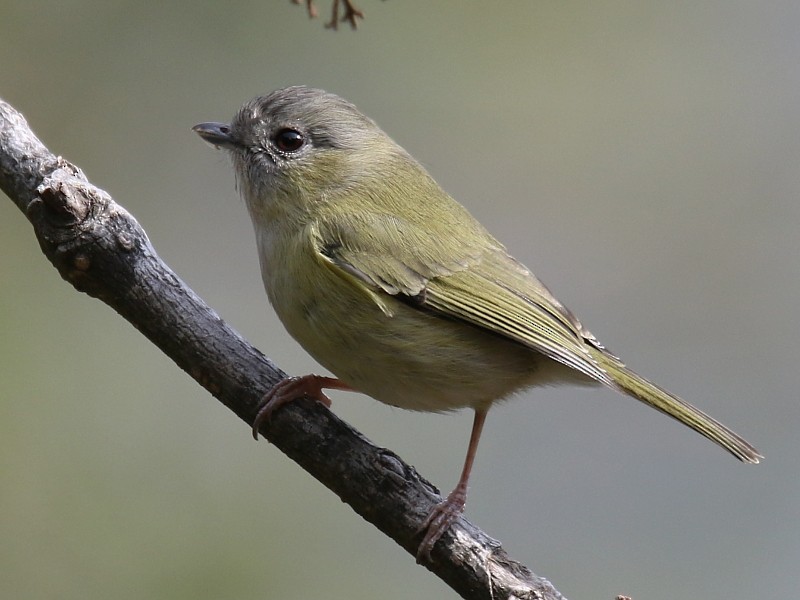 Green Shrike-Babbler - Pavel Parkhaev