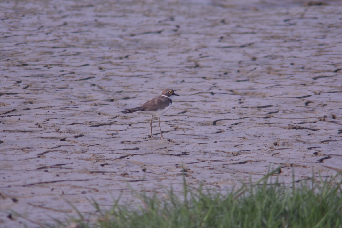 Little Ringed Plover - ML251052751