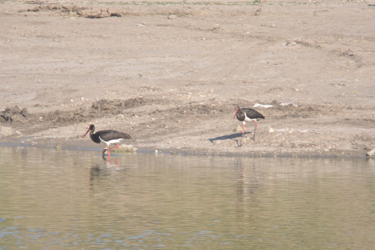 חסידה שחורה - ML251052791