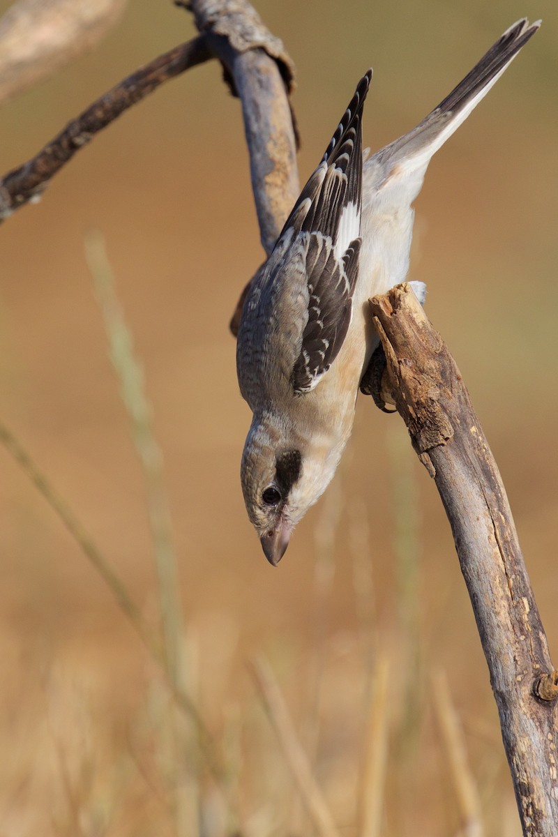 Lesser Gray Shrike - ML251053021