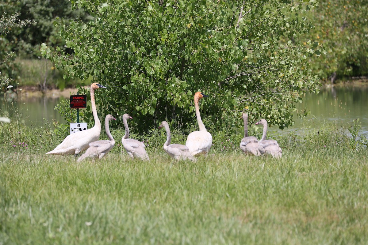 Trumpeter Swan - ML251053081