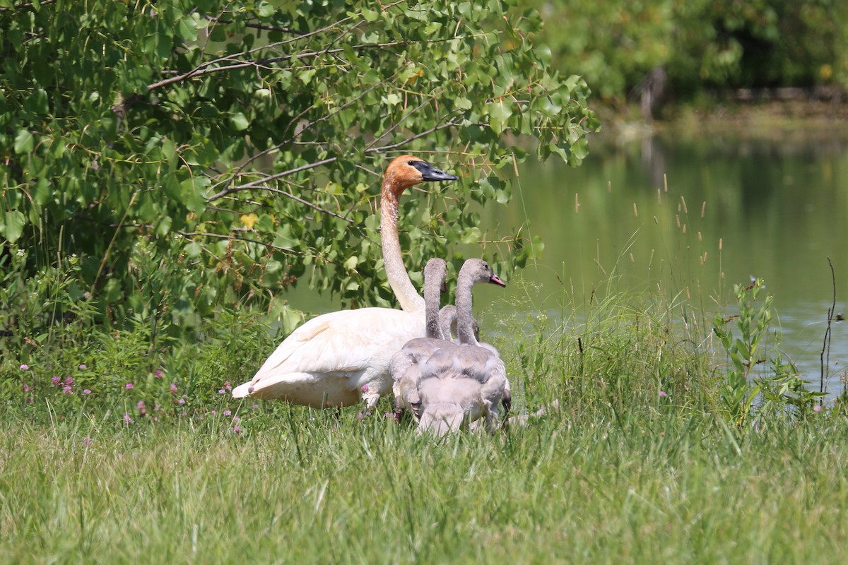 Trumpeter Swan - ML251053111